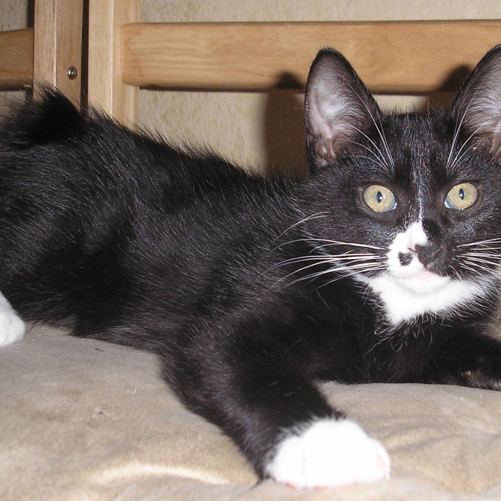 Черный курильский бобтейл