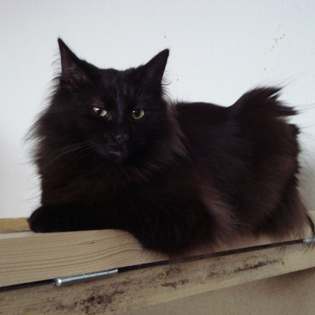 Черная норвежская лесная кошка