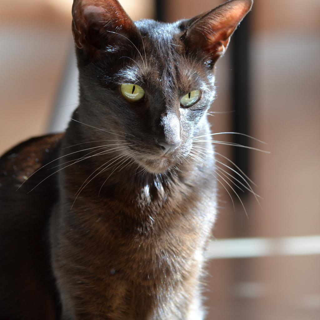 Черная ориентальная короткошерстная кошка