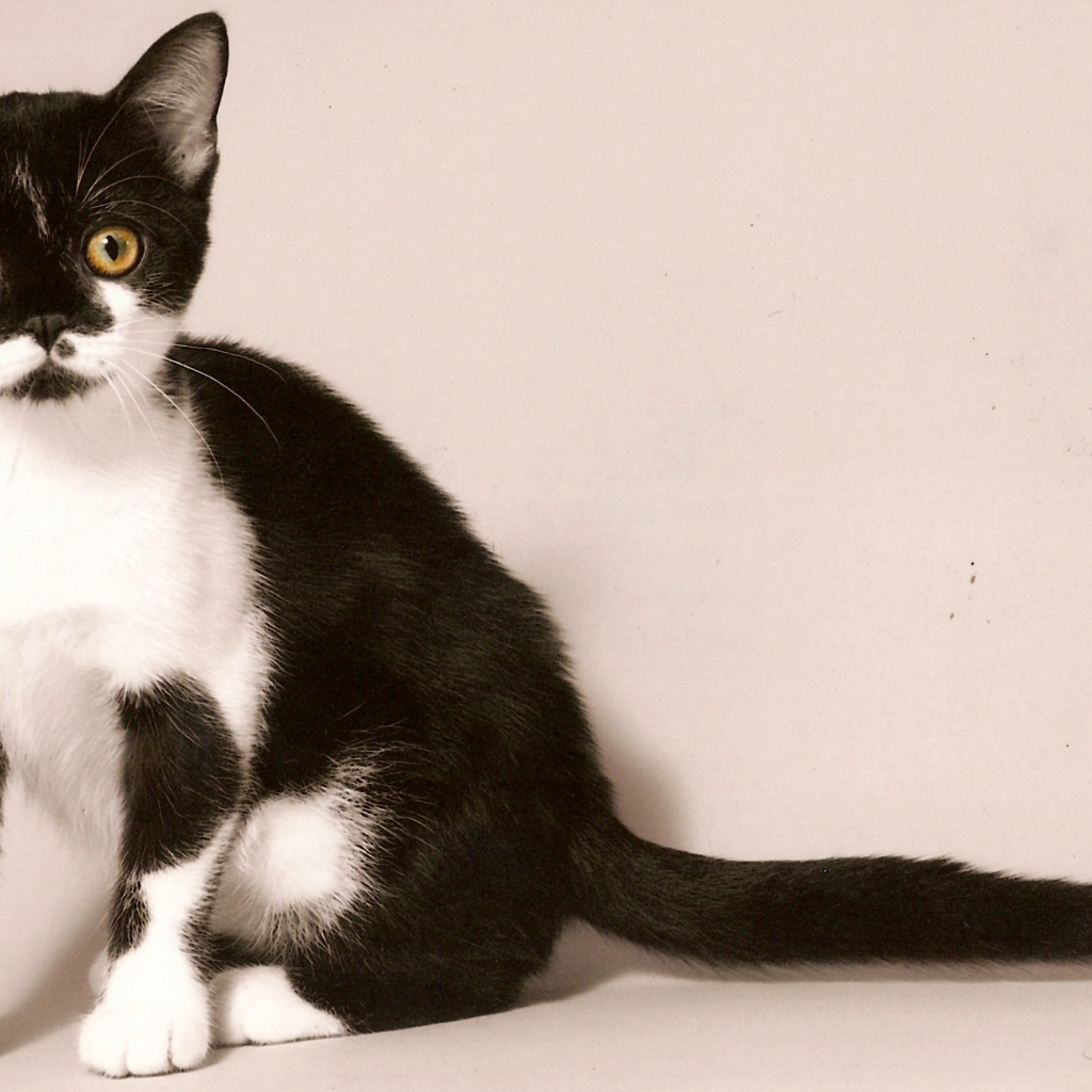 Черно белая американская короткошерстная кошка