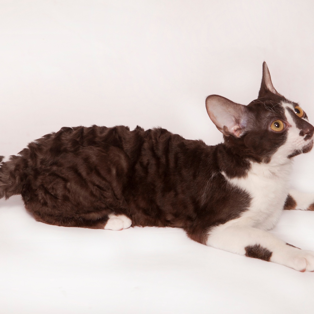 Черно белый корниш рекс