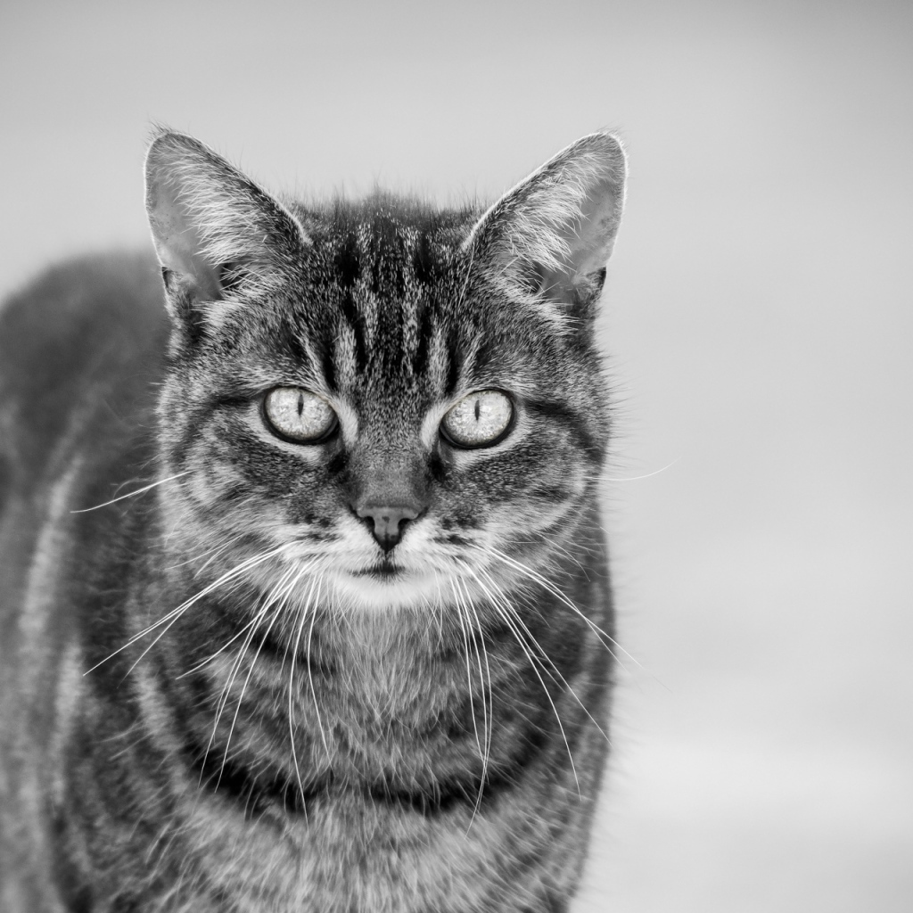 Черно белый кот