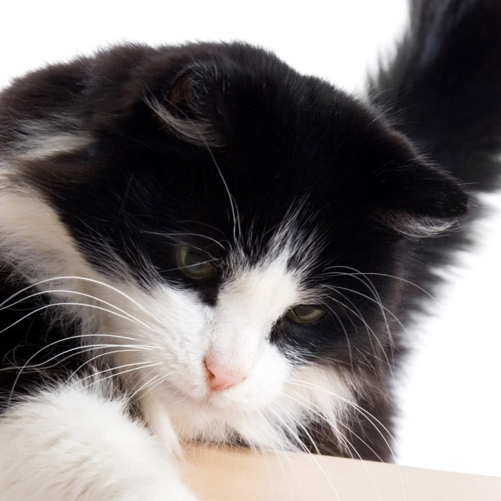 Черный кот с белой мордой