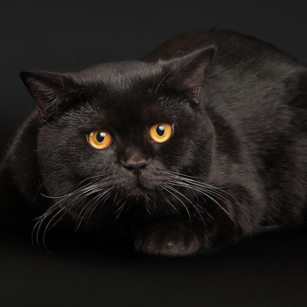 Черный кот с желтыми глазами