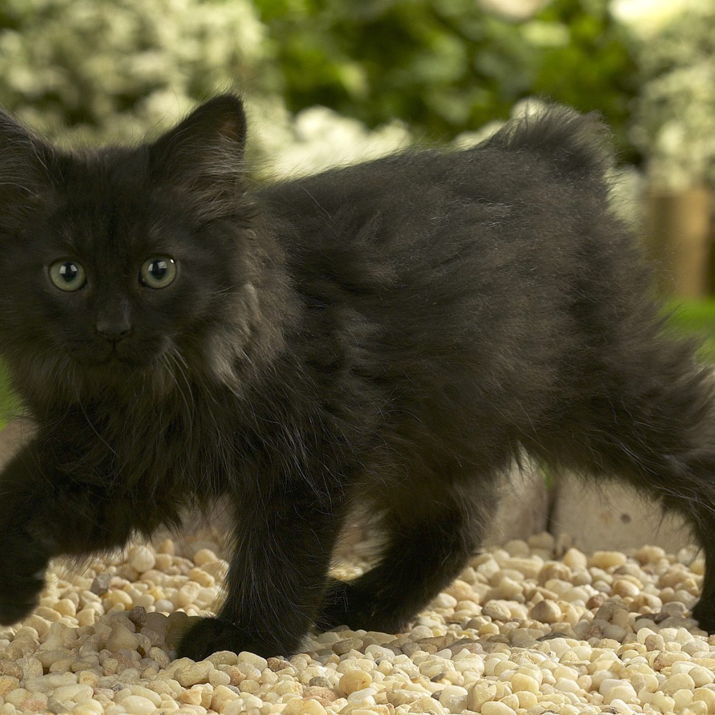 Черный котенок норвежской лесной кошки