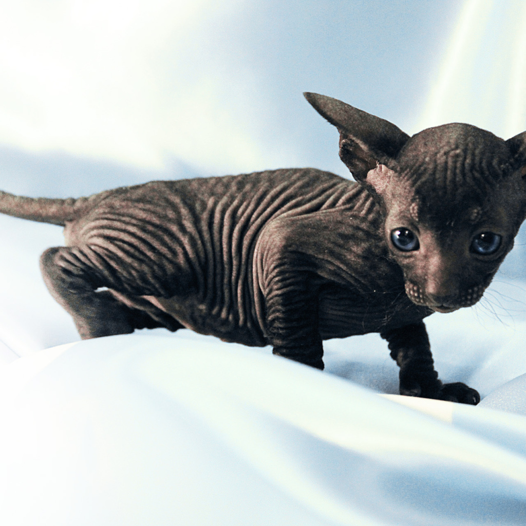 Черный котенок петерболд