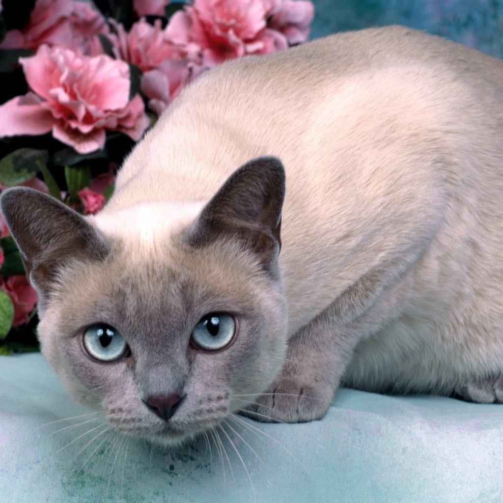 Голубоглазая тонкинская кошка