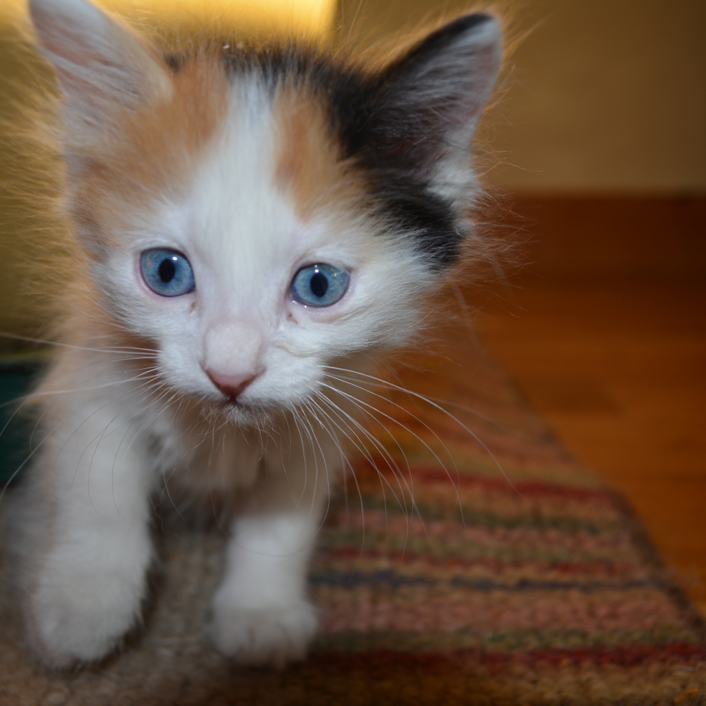 Голубоглазый котенок японский бобтейл