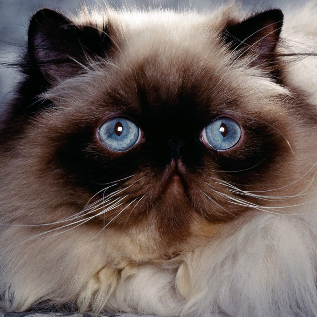 Голубые глаза гималайской кошки