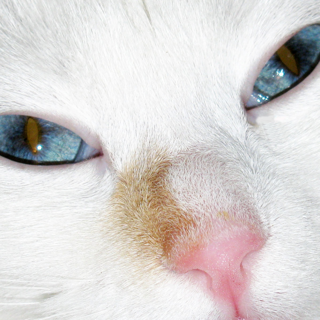 Голубые глаза турецкого вана