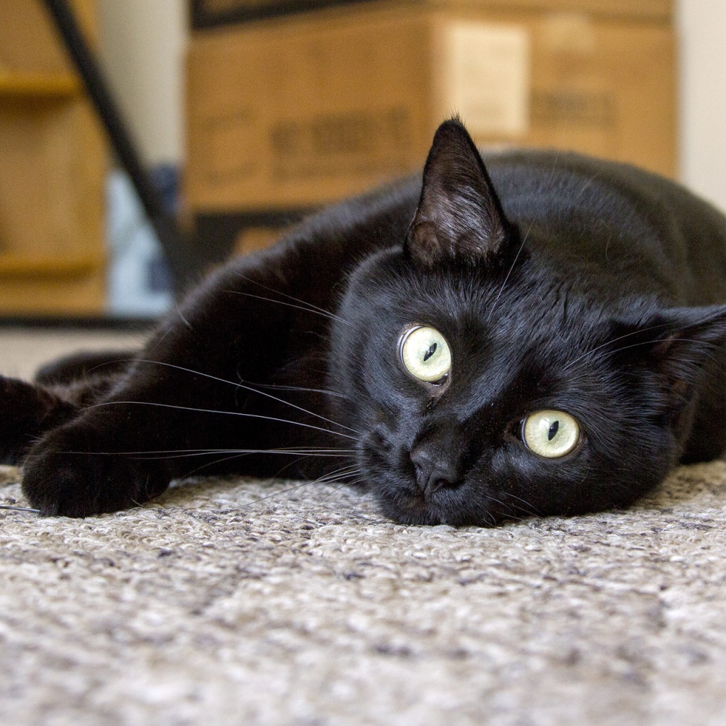 Бомбейская кошка лежит на полу