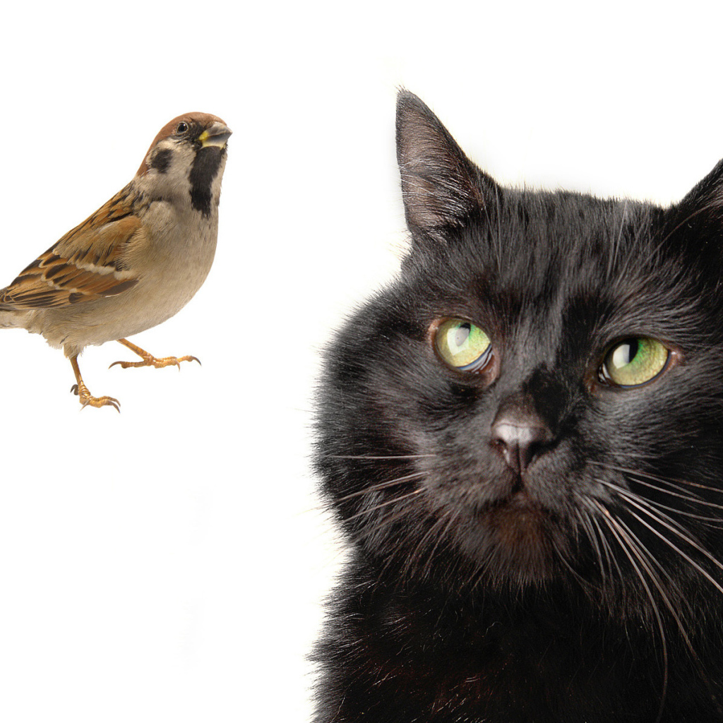 Бомбейская кошка смотрит на птичку