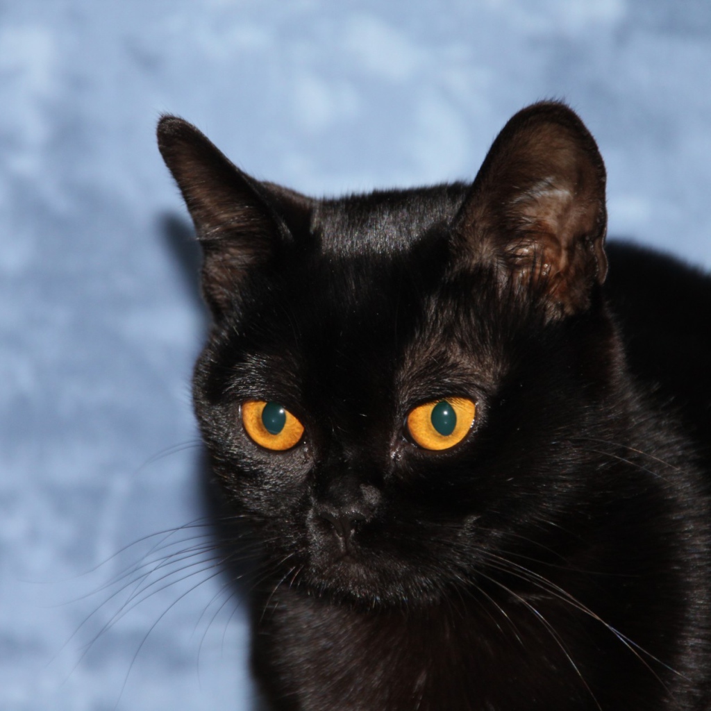 Бомбейская кошка на голубом фоне