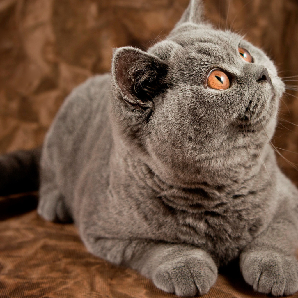 Порода британская длинношерстная кошка