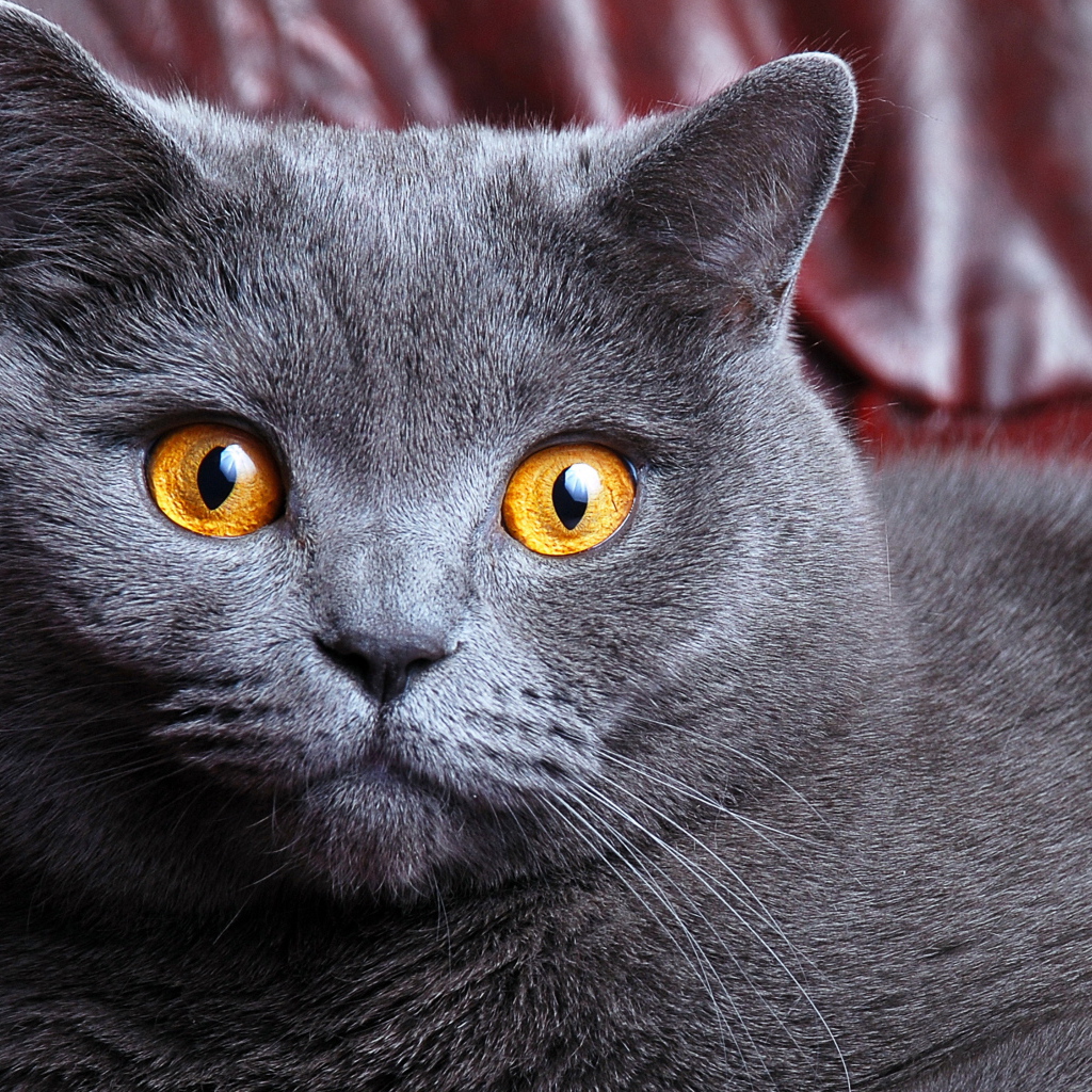 Порода британская короткошерстная кошка