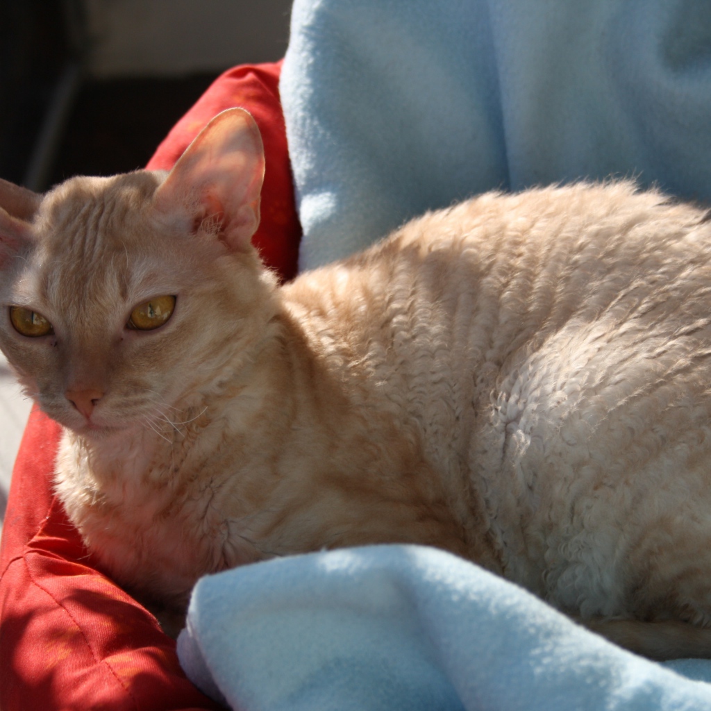 Порода немецкий рекс