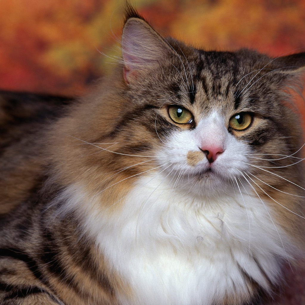 Порода норвежская лесная кошка