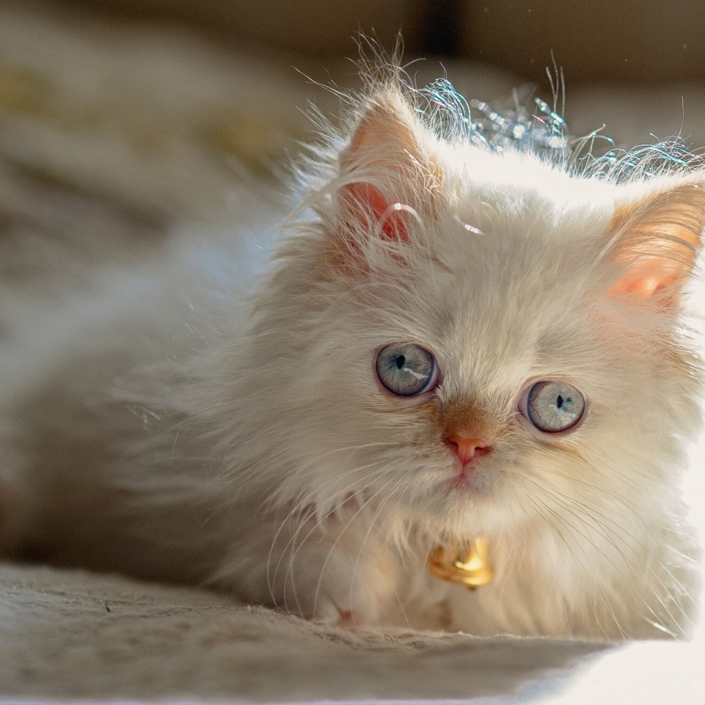 Светлый котенок гималайской кошки