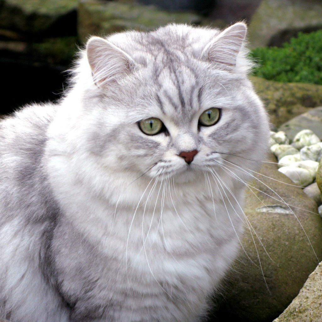 Британская длинношерстная кошка среди камней