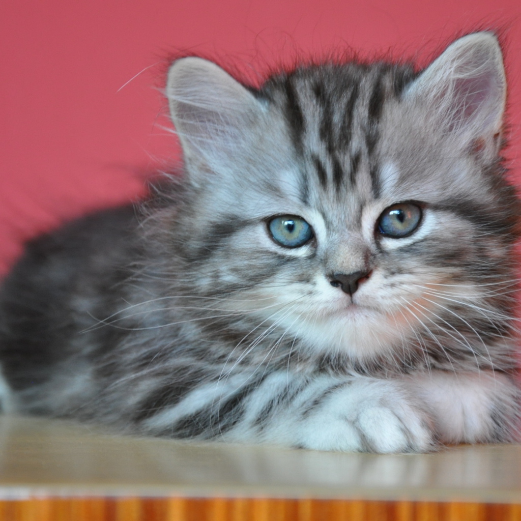 Котенок британской длинношерстной кошки