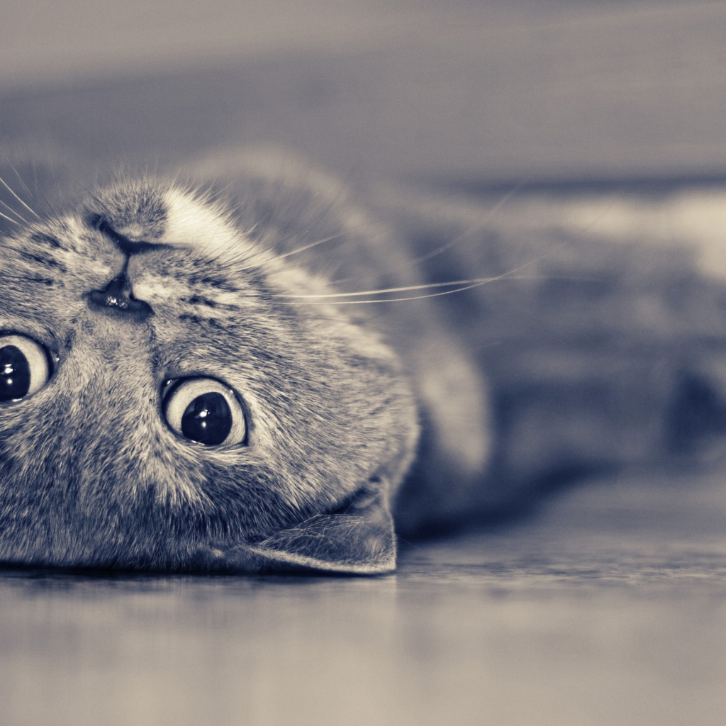 Британская короткошерстная кошка лежит на спине