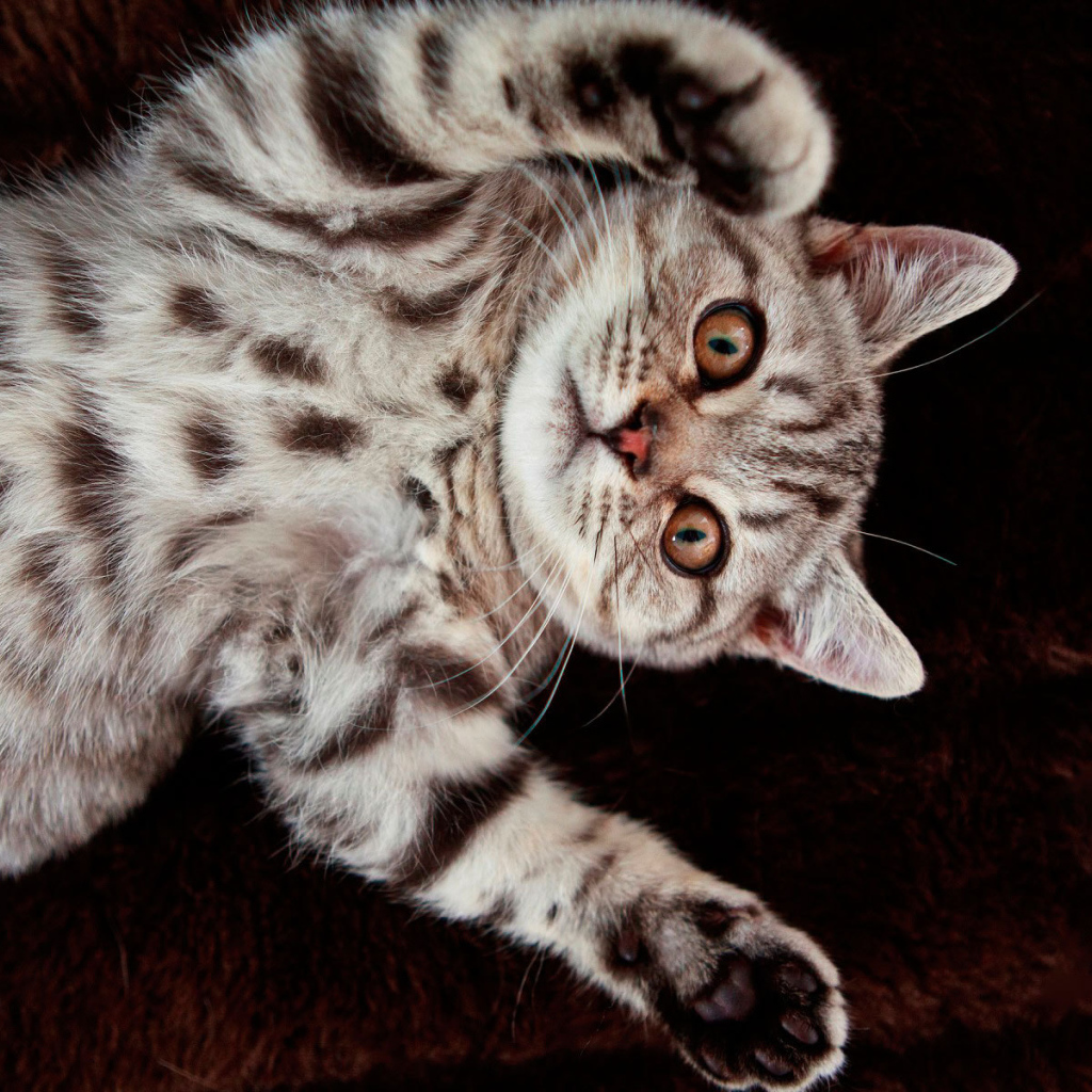 Котенок британской короткошерстной кошки на спине