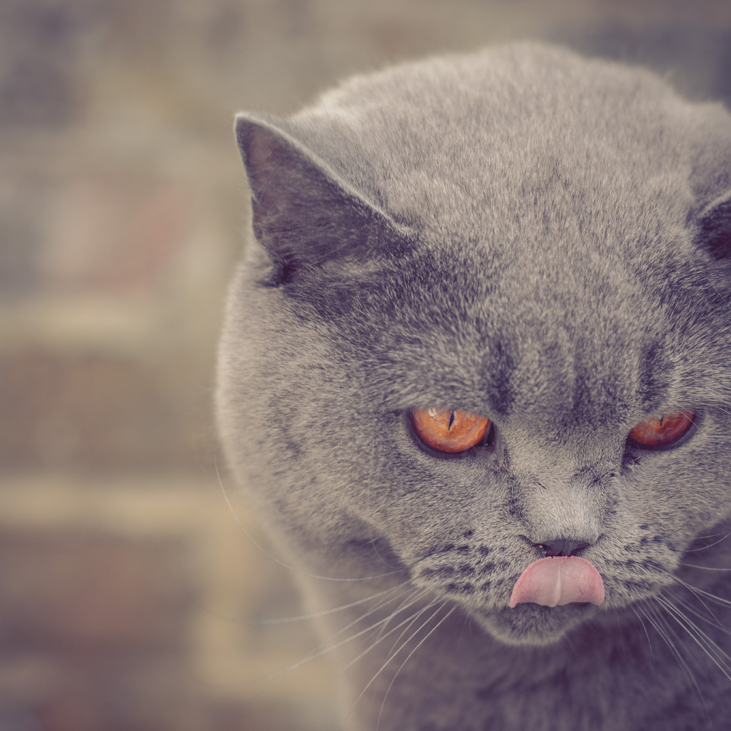 Британская короткошерстная кошка показывает язык