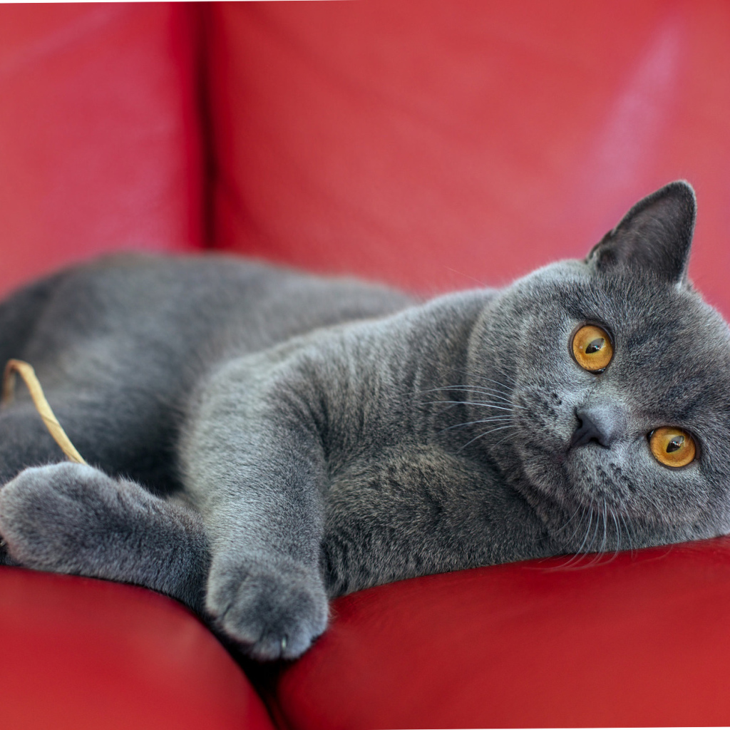 Британская короткошерстная кошка на диване