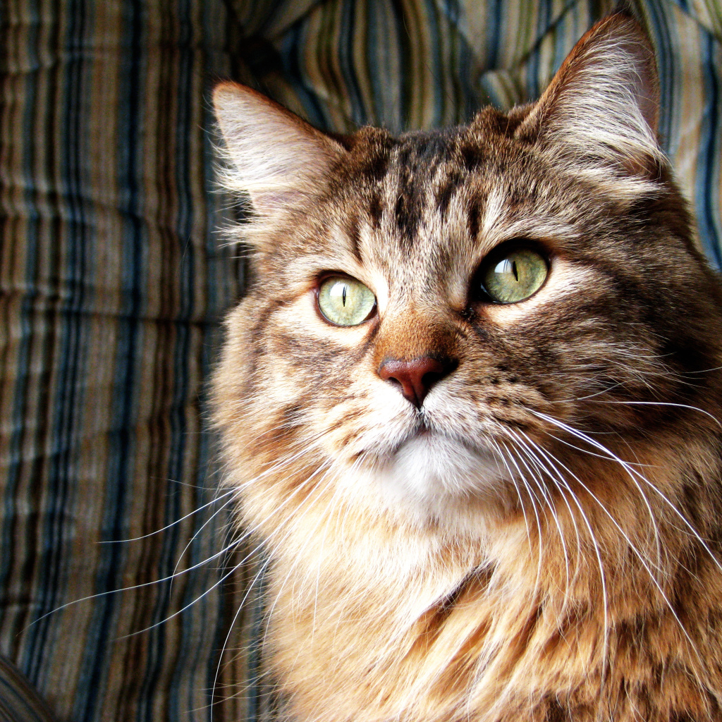 Коричневая норвежская лесная кошка