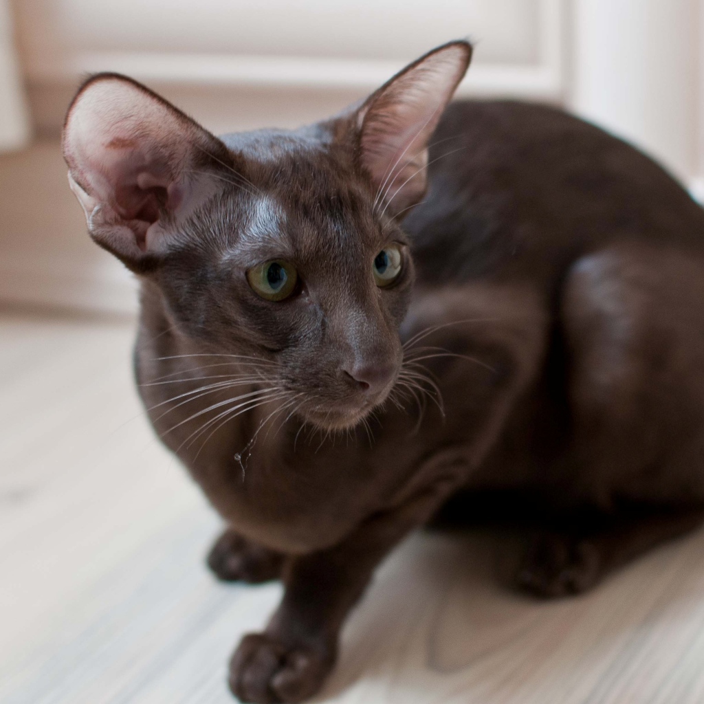 Brown Oriental Shorthair