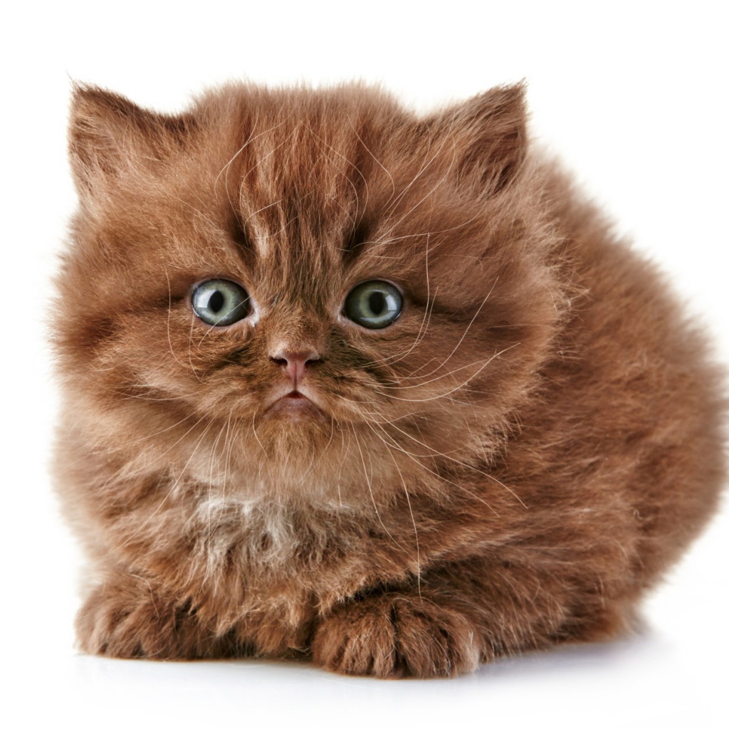 Коричневый котенок британской длинношерстной кошки
