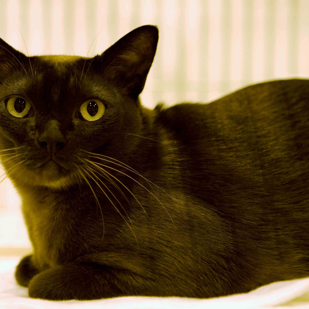 Порода бурманская кошка