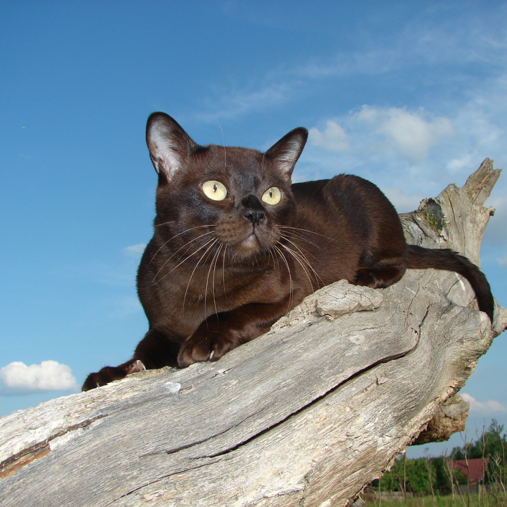 Бурманская кошка на сухом пне