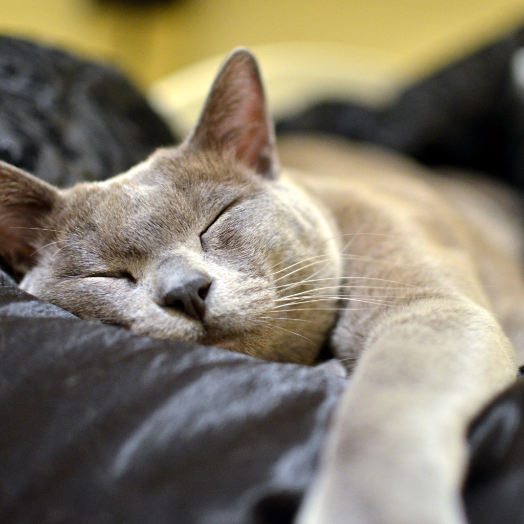 Бурманская кошка  спит