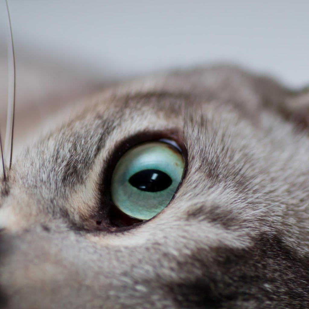 Глаза кошки бурмилла