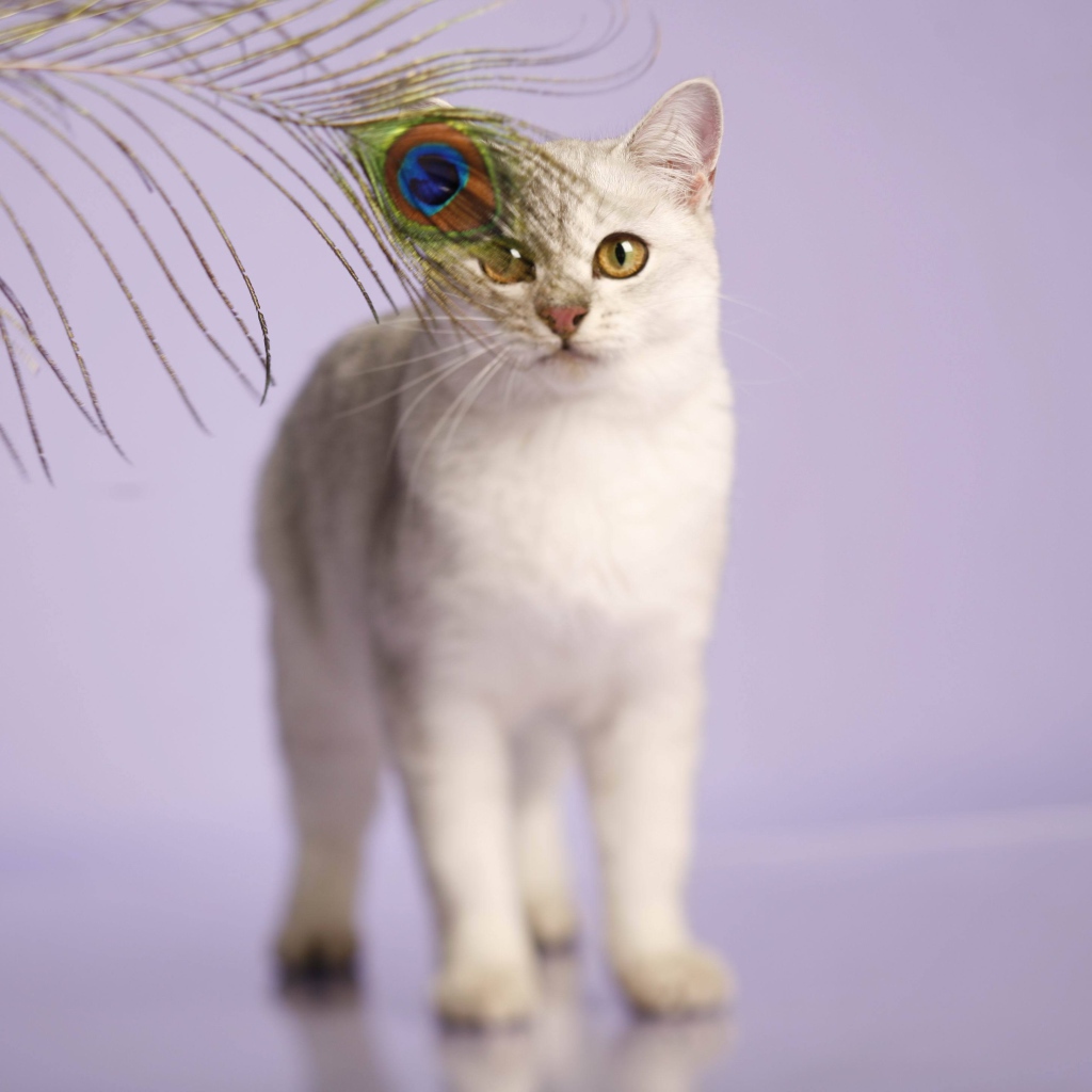Кот бурмилла и перо павлина