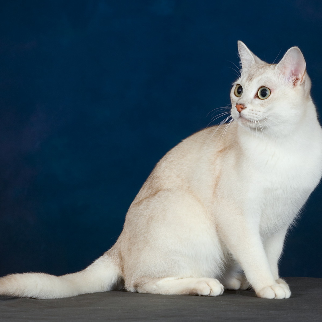 Кот бурмилла на синем фоне