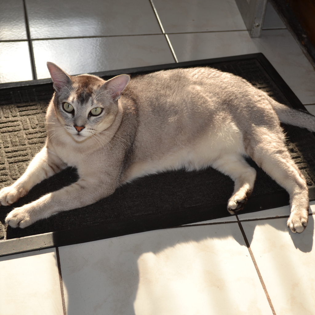 Кошка бурмилла на коврике