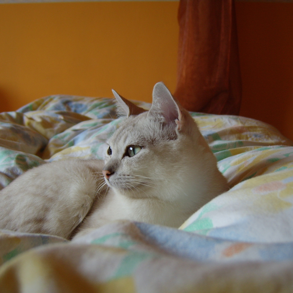 Бурмилла в кровати