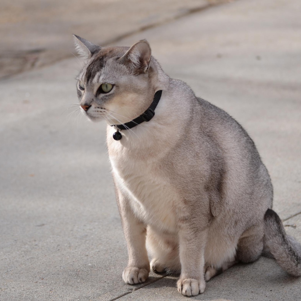 Бурмилла на дорожке