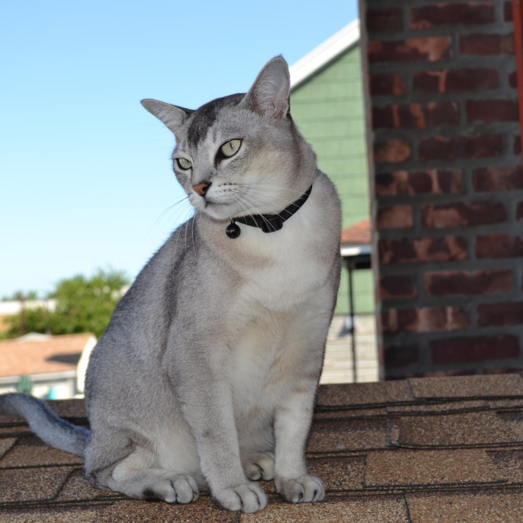 Бурмилла сидит на крыше