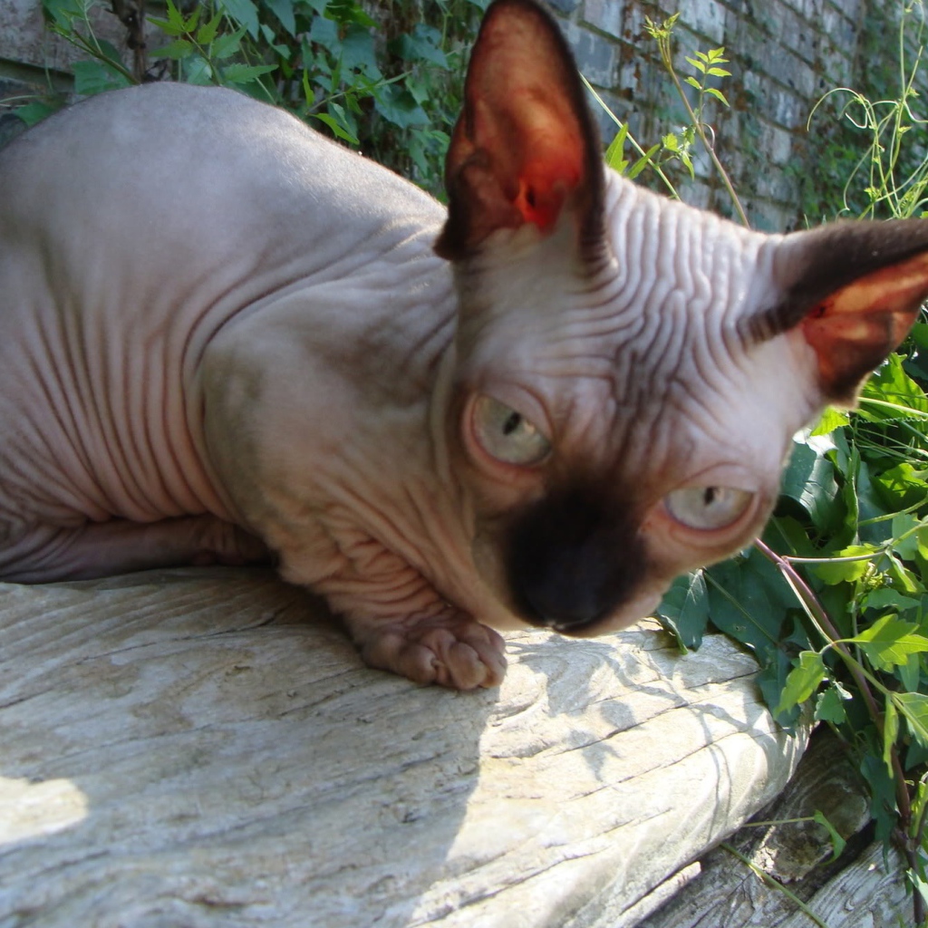 Кот минскин на природе