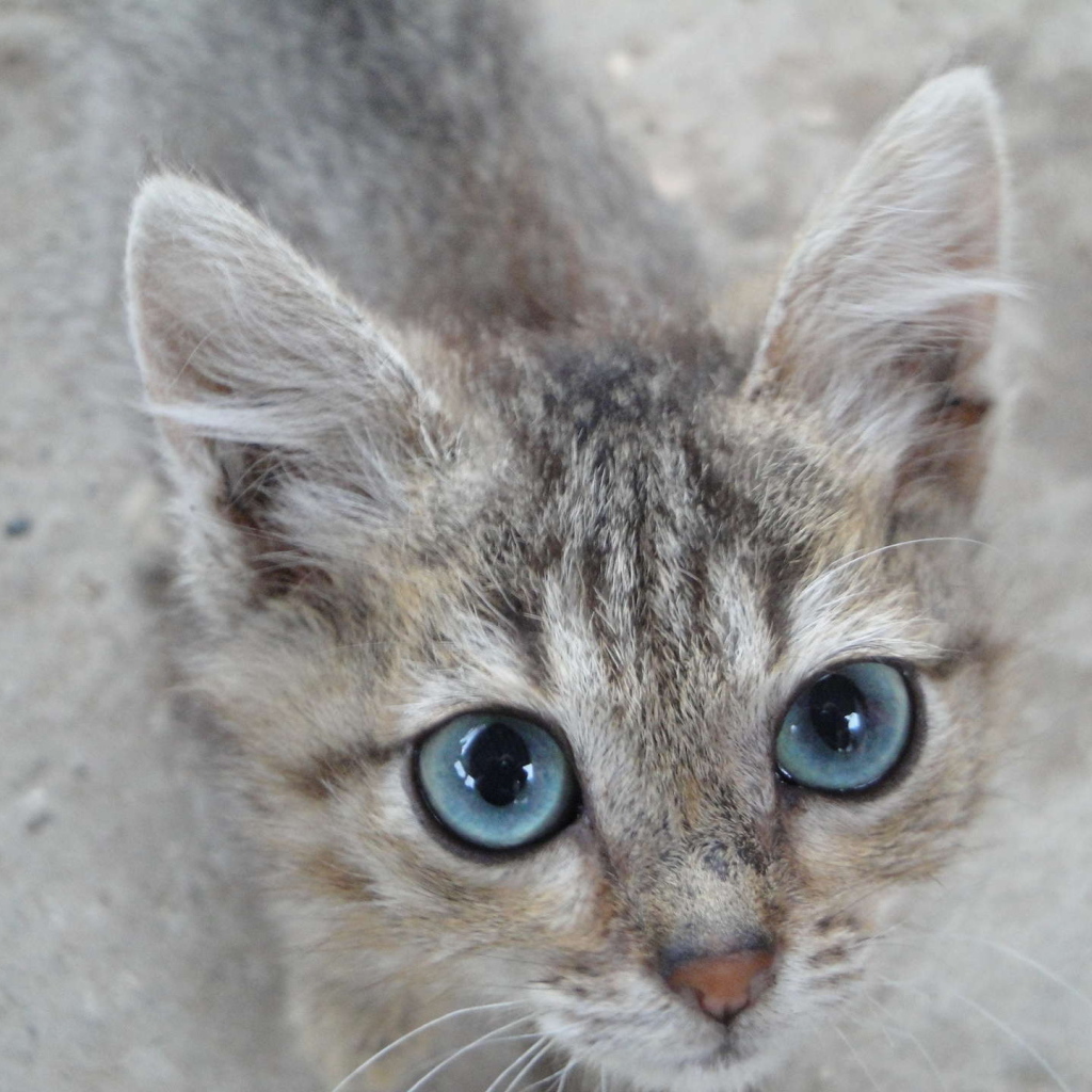 Кот охос азулес