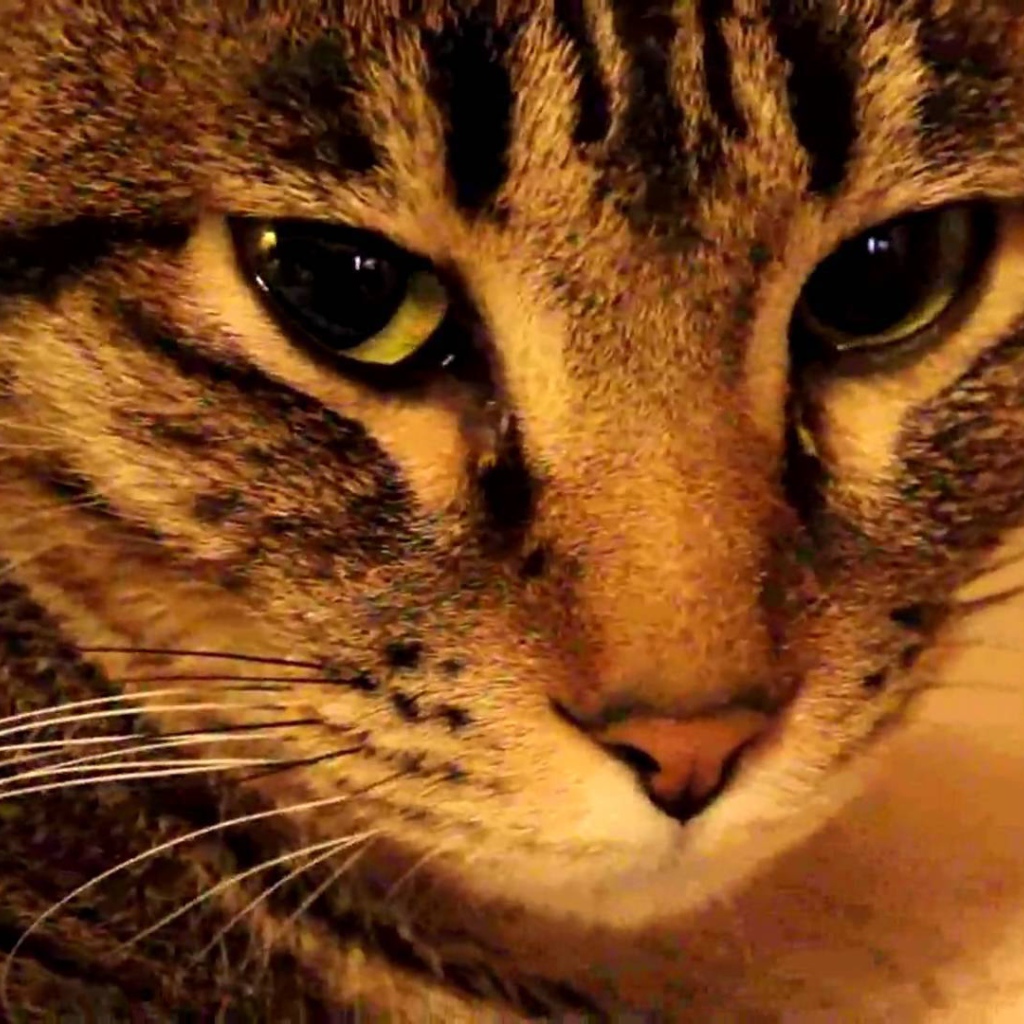 Мордочка калифорнийской сияющей кошки