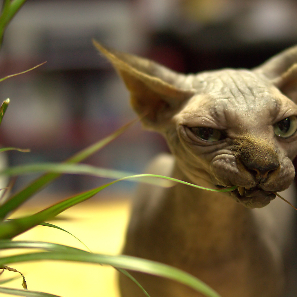 Канадский сфинкс