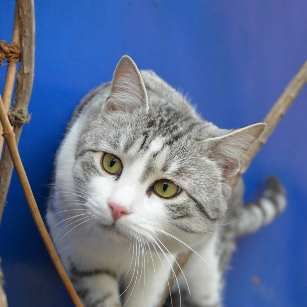 Глаза кота аравийский мау