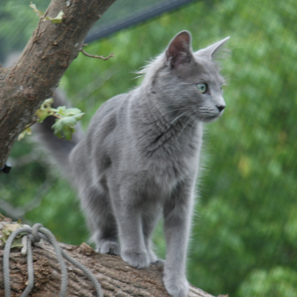 Кошка нибелунг на природе