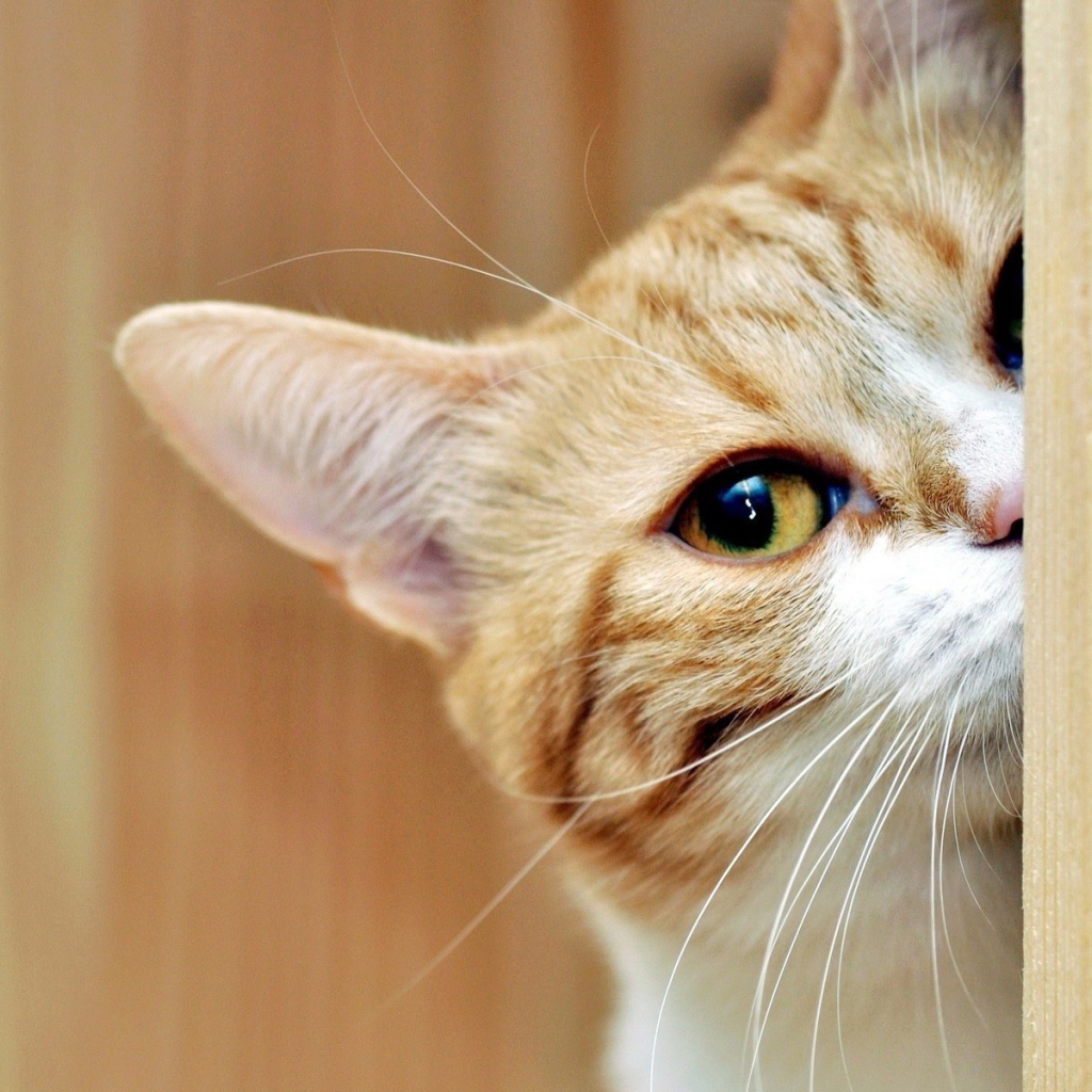 Кот выглядывает