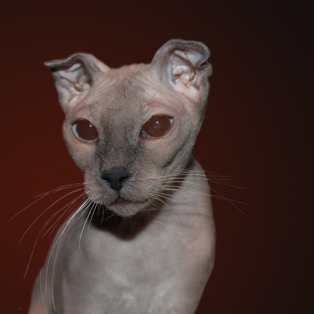 Кот украинский левкой