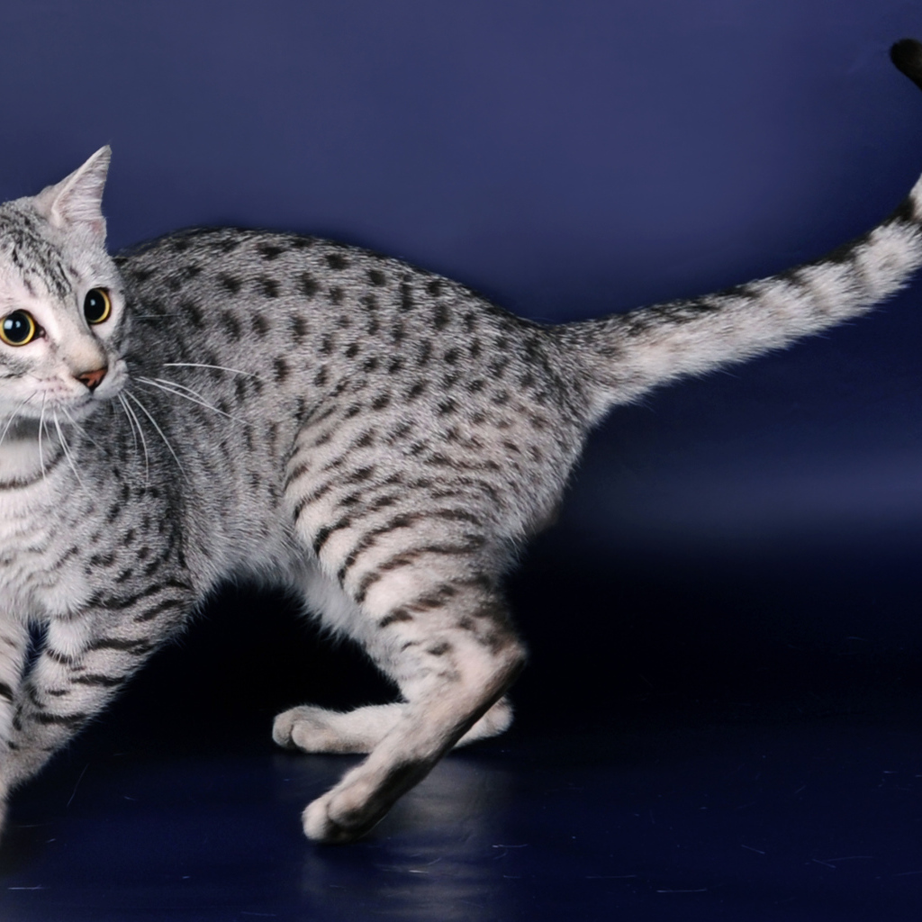 Порода кошек египетская мау